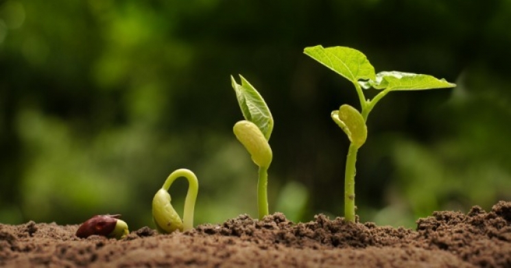 Crecimiento y Desarrollo