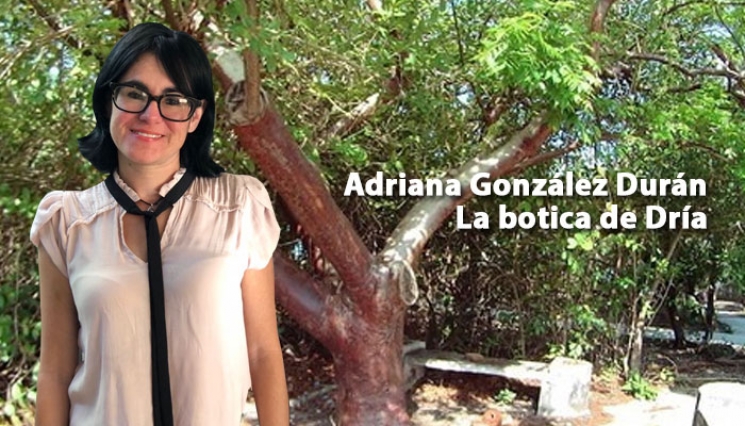 El árbol de Chaká encierra una fascinante historia. Adriana González Durán 